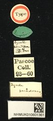 Serixia paradoxa • All Rights Reserved Museum Label