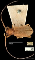 Serixia prolata • © Ang Yuchen • CC BY 4.0
