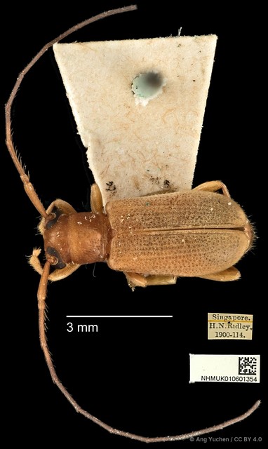 Serixia prolata • © Ang Yuchen • CC BY 4.0