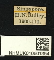 Serixia prolata • All Rights Reserved Museum Label