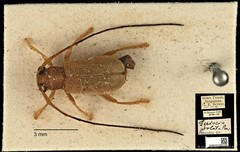 Serixia prolata • © Ang Yuchen • CC BY 4.0