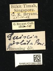 Serixia prolata • All Rights Reserved Museum Label