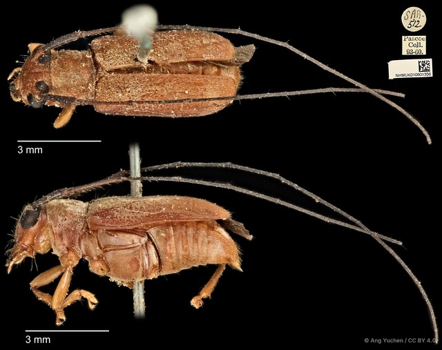 Serixia prolata
