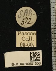 Serixia prolata • All Rights Reserved Museum Label