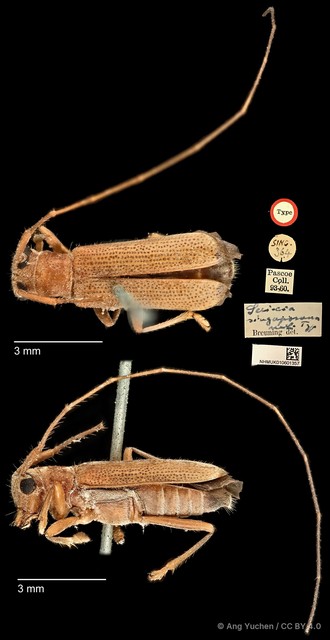 Serixia singaporana • © Ang Yuchen • CC BY 4.0