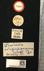Serixia singaporana • All Rights Reserved Museum Label