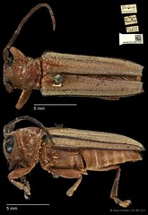 Stibara rufina • © Ang Yuchen • CC BY 4.0