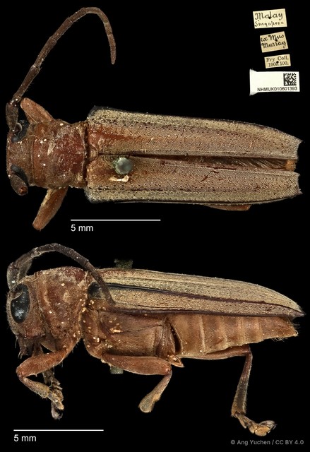 Stibara rufina • © Ang Yuchen • CC BY 4.0