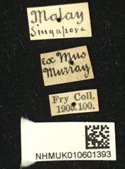 Stibara rufina • All Rights Reserved Museum Label