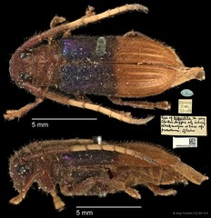 Tetraophthalmus bipartitus • © Ang Yuchen • CC BY 4.0
