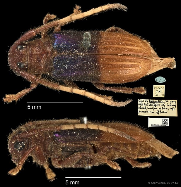 Tetraophthalmus bipartitus • © Ang Yuchen • CC BY 4.0