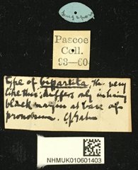 Tetraophthalmus bipartitus • All Rights Reserved Museum Label