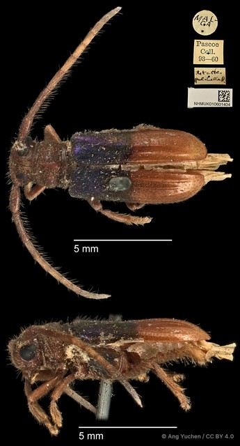 Tetraophthalmus bipartitus