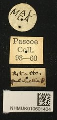 Tetraophthalmus bipartitus • All Rights Reserved Museum Label