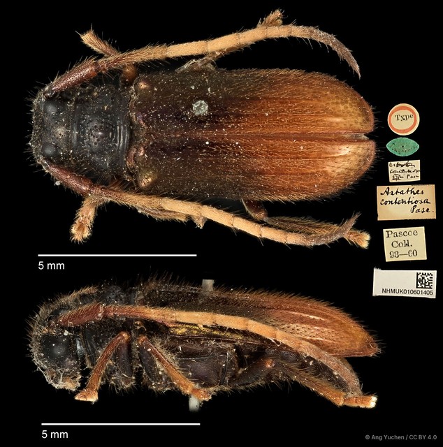 Tetraophthalmus contentiosus • © Ang Yuchen • CC BY 4.0