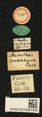 Tetraophthalmus contentiosus • All Rights Reserved Museum Label