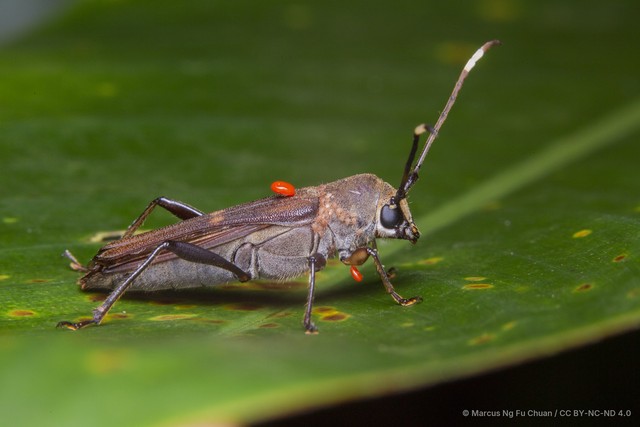 Thranius bimaculatus • © Marcus Ng Fu Chuan • CC BY-NC-ND 4.0