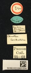 Xenolea tomentosa • All Rights Reserved Museum Label