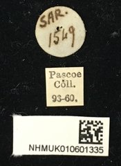Xenolea tomentosa • All Rights Reserved Museum Label