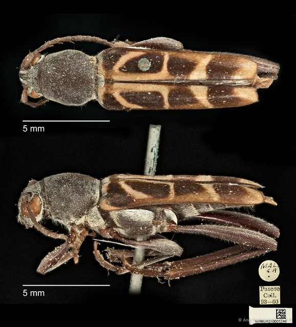 Xylotrechus (Rusticoclytus) buqueti • © Ang Yuchen • CC BY 4.0