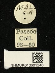 Xylotrechus (Rusticoclytus) buqueti • All Rights Reserved Museum Label