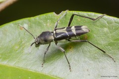 Xylotrechus (Xylotrechus) javanicus • © Marcus Ng Fu Chuan • All Rights Reserved