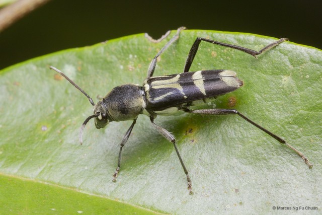 Xylotrechus (Xylotrechus) javanicus