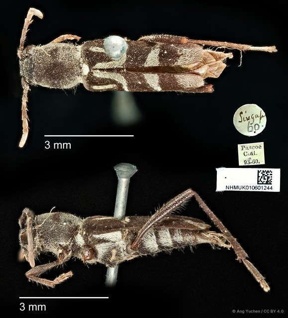 Xylotrechus (Xylotrechus) javanicus • © Ang Yuchen • CC BY 4.0