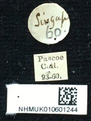Xylotrechus (Xylotrechus) javanicus • All Rights Reserved Museum Label