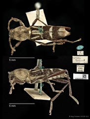 Xylotrechus (Xylotrechus) javanicus • © Ang Yuchen • CC BY 4.0
