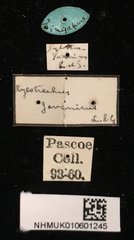 Xylotrechus (Xylotrechus) javanicus • All Rights Reserved Museum Label