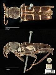 Xylotrechus rosinae • © Ang Yuchen • CC BY 4.0
