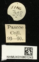 Xylotrechus rosinae • All Rights Reserved Museum Label
