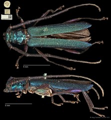 Xystrocera alcyonea • © Ang Yuchen • CC BY 4.0