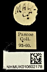 Xystrocera alcyonea • All Rights Reserved Museum Label