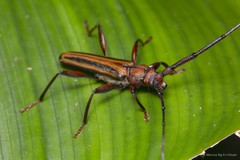 Xystrocera globosa • © Marcus Ng Fu Chuan • All Rights Reserved