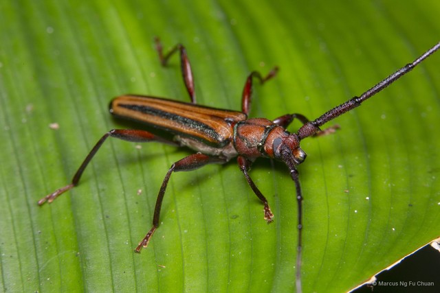 Xystrocera globosa