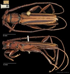Xystrocera globosa • © Ang Yuchen • CC BY 4.0