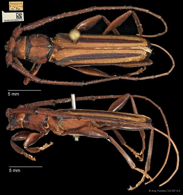 Xystrocera globosa • © Ang Yuchen • CC BY 4.0