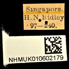 Xystrocera globosa • All Rights Reserved Museum Label