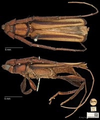 Xystrocera globosa • © Ang Yuchen • CC BY 4.0