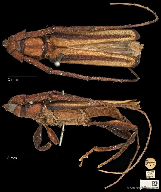Xystrocera globosa