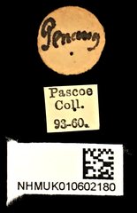 Xystrocera globosa • All Rights Reserved Museum Label