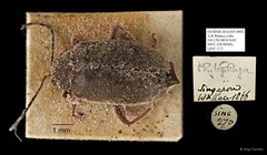 Alticini sp. "cf. Hespera AYC 117" • © Ang Yuchen • All Rights Reserved