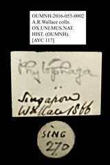 Alticini sp. "cf. Hespera AYC 117" • All Rights Reserved Museum Label