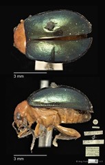 Galerucinae sp. "cf. Sphaeroderma viridipennis" • © Ang Yuchen • CC BY 4.0