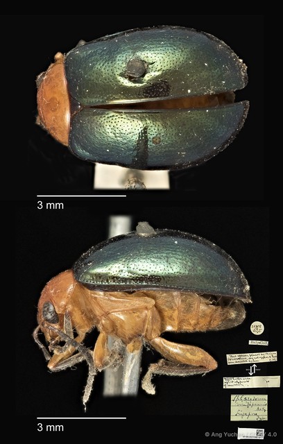 Galerucinae sp. "cf. Sphaeroderma viridipennis" • © Ang Yuchen • CC BY 4.0
