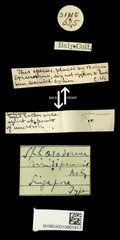 Galerucinae sp. "cf. Sphaeroderma viridipennis" • All Rights Reserved Museum Label