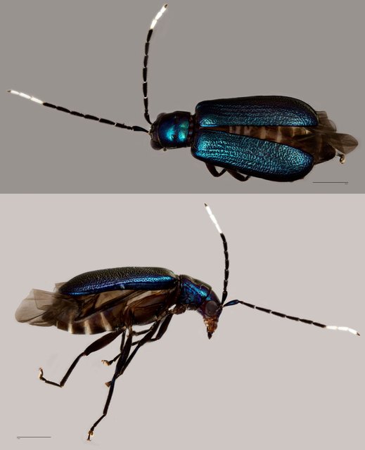 Galerucinae sp. "cf. Theopea ZRCBDP0071892" • © Tan Wee Chye • All Rights Reserved