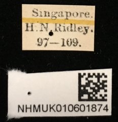Acrocrypta aureipennis • All Rights Reserved Museum Label
